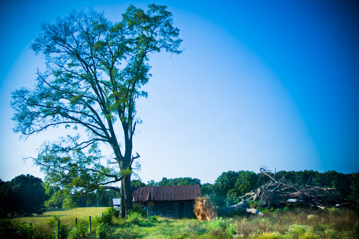 A picturesque scene of an old, dilapidated house in a field between two trees, one standing tall and another fallen to the ground.