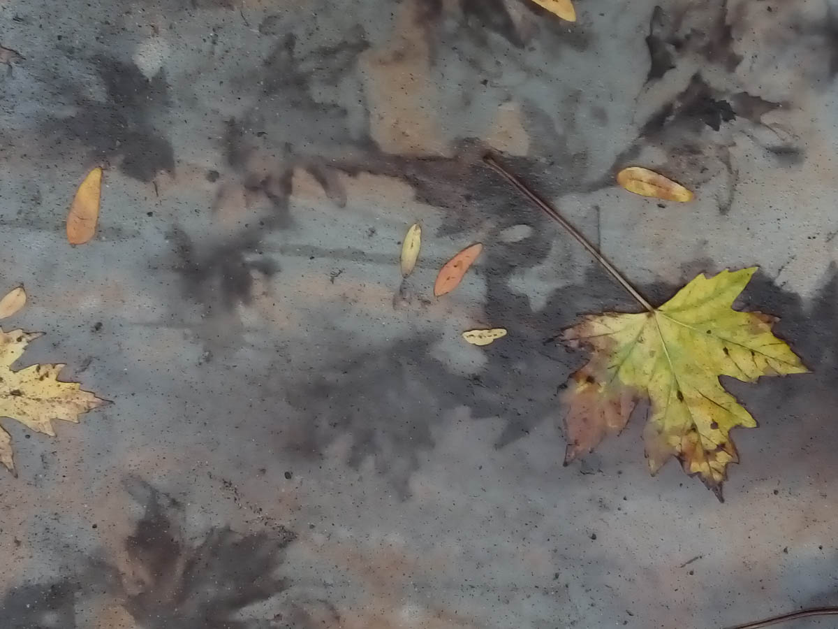 An abstract image of autumn leaves
