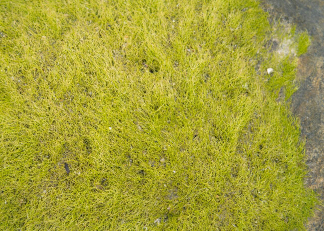 moss on seaside rocks