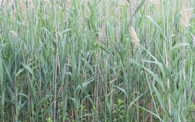 coastal reeds in a soft light