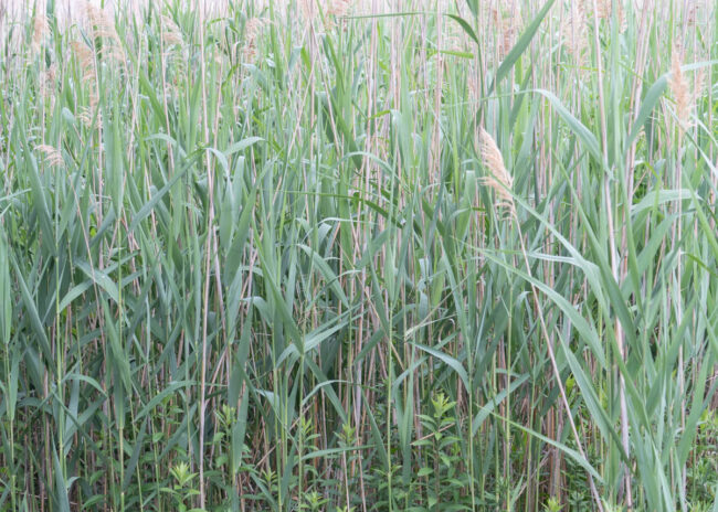 coastal reeds in a soft light