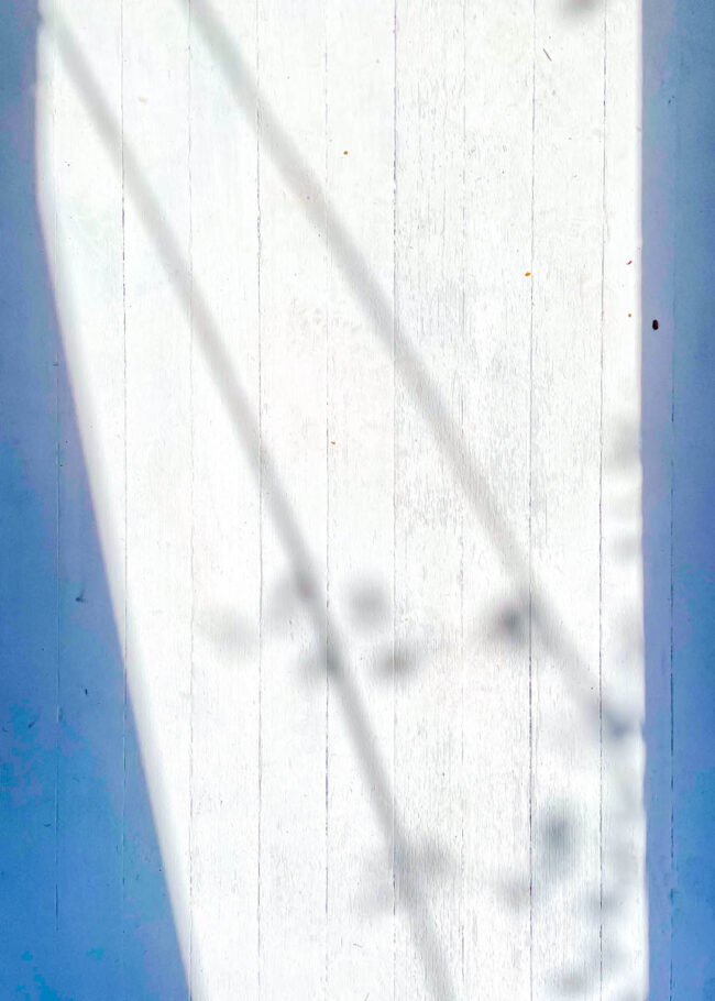 plant-like shadows against a worn wooden floor